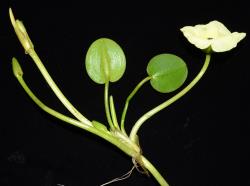 Hydrocleys nymphoides. A whole plant showing a stolon, two leaves on septate petioles, and a flower on a septate pedicel.
 Image: K.A. Ford © Landcare Research 2020 CC BY 4.0